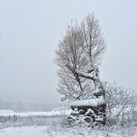 Yoga Tree in Winter