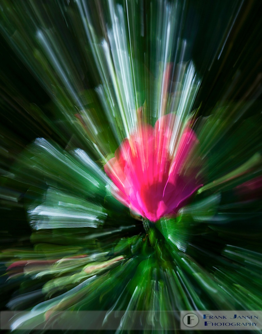 Rose-Particle-11x14_MG_8611